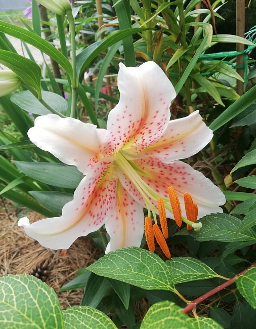 Лилия Салмон Пати 